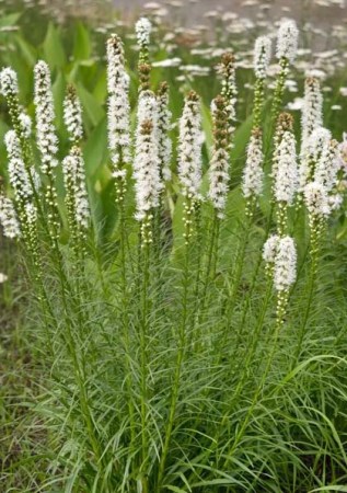 Ліатріс колосовидний Floristan Weiss